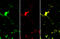 AIF1 antibody, GTX635400, GeneTex, Immunohistochemistry frozen image 