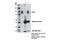 Toll Like Receptor 2 antibody, 12276S, Cell Signaling Technology, Immunoprecipitation image 
