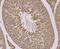 Heat Shock Protein Family A (Hsp70) Member 1 Like antibody, NBP2-75530, Novus Biologicals, Immunohistochemistry paraffin image 