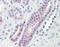 Vacuolar Protein Sorting 72 Homolog antibody, orb96519, Biorbyt, Immunohistochemistry paraffin image 