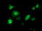 Tubulin Tyrosine Ligase Like 12 antibody, LS-C172329, Lifespan Biosciences, Immunofluorescence image 