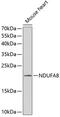 NADH:Ubiquinone Oxidoreductase Subunit A8 antibody, 14-597, ProSci, Western Blot image 
