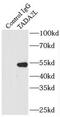 Transcriptional Adaptor 2A antibody, FNab08475, FineTest, Immunoprecipitation image 
