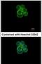 Solute Carrier Family 5 Member 1 antibody, PA5-28240, Invitrogen Antibodies, Immunofluorescence image 