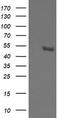 Serine/Threonine Kinase 38 Like antibody, CF505176, Origene, Western Blot image 