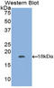 Interferon Gamma antibody, LS-C292462, Lifespan Biosciences, Western Blot image 