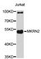 Makorin Ring Finger Protein 2 antibody, STJ26733, St John