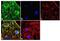 Actinin Alpha 4 antibody, 42-1400, Invitrogen Antibodies, Immunofluorescence image 