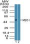 Meis Homeobox 1 antibody, PA5-23376, Invitrogen Antibodies, Western Blot image 