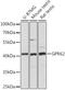 G Protein-Coupled Receptor 62 antibody, 16-466, ProSci, Western Blot image 