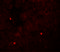 Tripartite Motif Containing 33 antibody, 7385, ProSci, Immunofluorescence image 