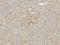 Holocytochrome C Synthase antibody, orb214033, Biorbyt, Immunohistochemistry paraffin image 