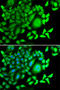 CD47 Molecule antibody, STJ23004, St John