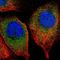 Src Homology 2 Domain Containing Transforming Protein D antibody, NBP1-86053, Novus Biologicals, Immunofluorescence image 