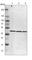Acetyl-CoA Acyltransferase 1 antibody, HPA006764, Atlas Antibodies, Western Blot image 