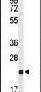 Gamma-glutamylcyclotransferase antibody, PA5-26679, Invitrogen Antibodies, Western Blot image 