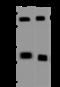 Probable histone-lysine N-methyltransferase NSD2 antibody, 201444-T42, Sino Biological, Western Blot image 