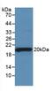 Sex Hormone Binding Globulin antibody, MBS2001295, MyBioSource, Western Blot image 