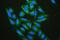 Heat Shock Protein Family B (Small) Member 1 antibody, M00676-5, Boster Biological Technology, Immunofluorescence image 