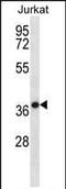 HSPA (Hsp70) Binding Protein 1 antibody, PA5-35155, Invitrogen Antibodies, Western Blot image 