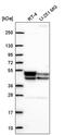 Pyruvate Dehydrogenase Kinase 3 antibody, PA5-67244, Invitrogen Antibodies, Western Blot image 