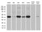 Glutaredoxin 3 antibody, LS-C795748, Lifespan Biosciences, Western Blot image 
