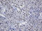 TRNA Methyltransferase 2 Homolog A antibody, LS-C174318, Lifespan Biosciences, Immunohistochemistry frozen image 