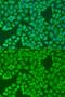 Interferon Induced Protein 44 antibody, GTX32667, GeneTex, Immunofluorescence image 