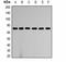 Heat Shock Protein Family A (Hsp70) Member 8 antibody, orb334745, Biorbyt, Western Blot image 