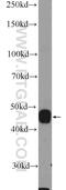 Corticotropin Releasing Hormone Receptor 2 antibody, 25267-1-AP, Proteintech Group, Western Blot image 