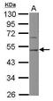 Serpin Family H Member 1 antibody, PA5-27832, Invitrogen Antibodies, Western Blot image 