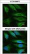 Fumarate Hydratase antibody, LS-B10785, Lifespan Biosciences, Immunocytochemistry image 