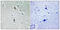 Protein Kinase C Theta antibody, LS-C199455, Lifespan Biosciences, Immunohistochemistry frozen image 