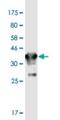 Gap Junction Protein Delta 2 antibody, H00057369-M03-100ug, Novus Biologicals, Western Blot image 