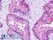 G Protein-Coupled Receptor 27 antibody, LS-A3709, Lifespan Biosciences, Immunohistochemistry paraffin image 
