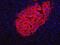 Human Pancreas Marker HPi2 antibody, NBP1-18946, Novus Biologicals, Immunofluorescence image 
