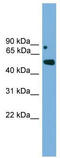 Iroquois-class homeodomain protein IRX-5 antibody, TA342327, Origene, Western Blot image 