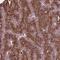 Parathyroid Hormone antibody, NBP2-55612, Novus Biologicals, Immunohistochemistry frozen image 