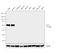 POU Class 2 Homeobox 2 antibody, 39-5400, Invitrogen Antibodies, Western Blot image 