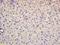 Cholecystokinin antibody, orb182609, Biorbyt, Immunohistochemistry paraffin image 