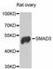 SMAD Family Member 3 antibody, A11471, ABclonal Technology, Western Blot image 