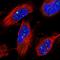Zinc Finger Protein 514 antibody, HPA028974, Atlas Antibodies, Immunofluorescence image 