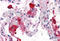 Syntaxin 5 antibody, MBS245853, MyBioSource, Immunohistochemistry frozen image 