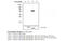 Protein Tyrosine Phosphatase Non-Receptor Type 2 antibody, MBS833344, MyBioSource, Western Blot image 