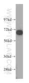 Dynein intermediate chain 2, axonemal antibody, 17533-1-AP, Proteintech Group, Western Blot image 