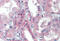 BRCA1/BRCA2-Containing Complex Subunit 3 antibody, MBS245430, MyBioSource, Immunohistochemistry frozen image 