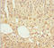 GAS2-like protein 1 antibody, LS-C675794, Lifespan Biosciences, Immunohistochemistry paraffin image 