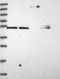 Myosin Binding Protein C, Cardiac antibody, NBP2-13632, Novus Biologicals, Western Blot image 