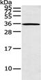 Ankyrin Repeat And SOCS Box Containing 8 antibody, CSB-PA215341, Cusabio, Western Blot image 