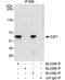E2F-1 antibody, A300-765A, Bethyl Labs, Immunoprecipitation image 